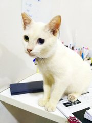 Sparkleee - Domestic Short Hair Cat