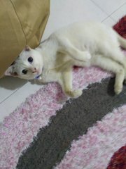 Sparkleee - Domestic Short Hair Cat