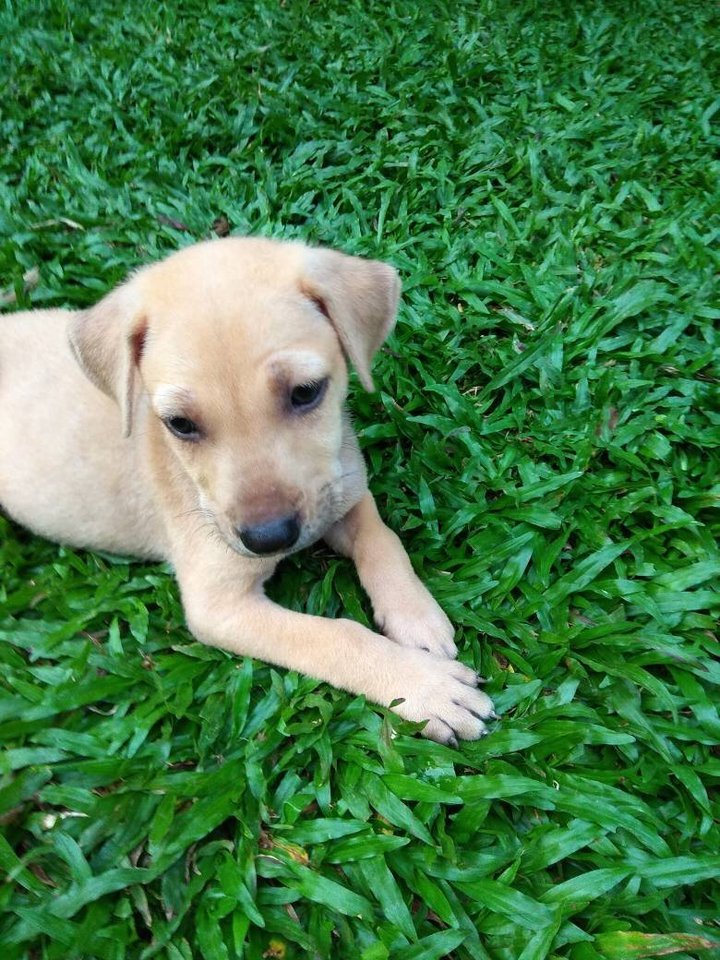 Mixed Breed Puppy For Adoption 3 Years 8 Months, PF86094