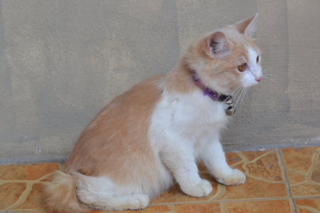 Muizza - Persian + Domestic Long Hair Cat