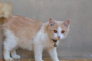 Muizza - Persian + Domestic Long Hair Cat