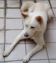 Samoyed Huskey / Shepherd Mix - Samoyed Mix Dog