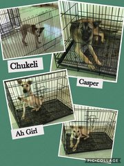 Ah Girl, Casper &amp; Chukeli (Rip) - Mixed Breed Dog