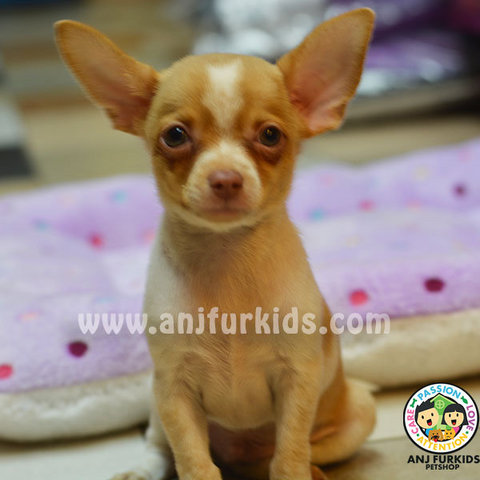 Quality Smooth Coat Chihuah1ua Puppies - Chihuahua Dog