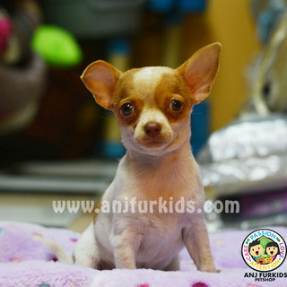 Quality Smooth Coat Chihuah1ua Puppies - Chihuahua Dog