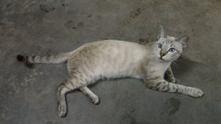 Sausau - Siamese + Domestic Short Hair Cat