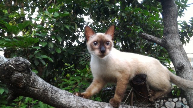 Lengleng - Siamese + Domestic Medium Hair Cat