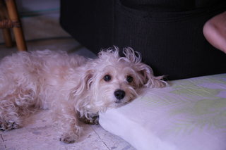 Bella - Maltese + Terrier Dog