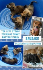 Steady, Starry Sunny, Smoothy, Adopted - Dachshund Mix Dog