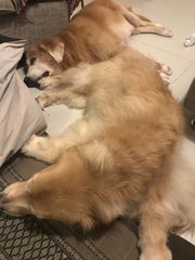 Benji - Golden Retriever Dog