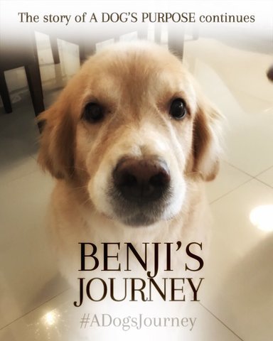 Benji - Golden Retriever Dog