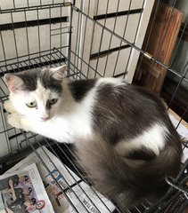Sweetie - Persian + Domestic Medium Hair Cat