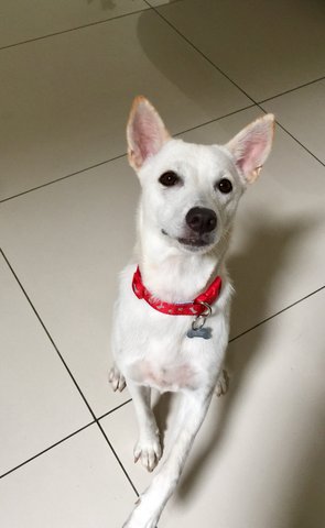 Female For Adoption - Mixed Breed Dog