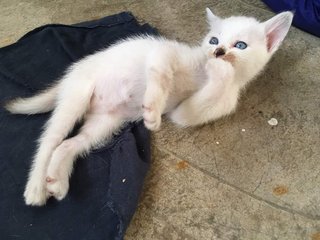 3 Minions  - Domestic Medium Hair Cat