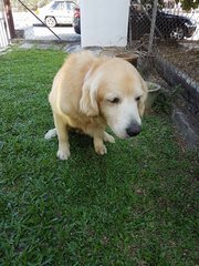 Boyboy - Golden Retriever Dog