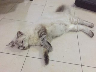 Quinn - Domestic Medium Hair Cat