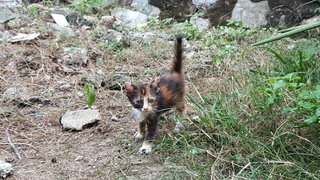 Kittens (Bulu Kembang, Furry) - Domestic Medium Hair Cat