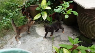 Kittens (Bulu Kembang, Furry) - Domestic Medium Hair Cat