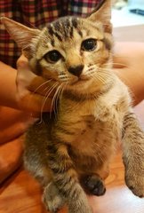 Brown Mackeral Kitten - Domestic Short Hair Cat