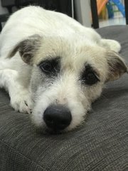 Lady Amber  - Terrier Mix Dog