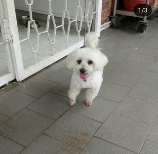 Shawtee - Maltese + Poodle Dog