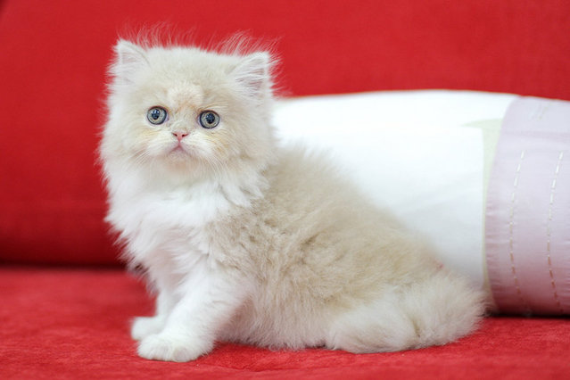Alita Fujiwara - Persian Cat