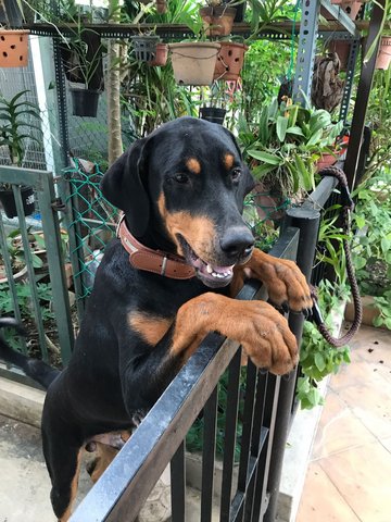 Duke - Doberman Pinscher + Rottweiler Dog