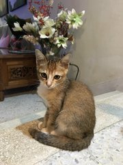 Happy - Domestic Short Hair Cat