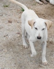 Lab Mixed Male 2 - Labrador Retriever Mix Dog