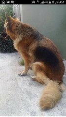 Beauty - German Shepherd Dog Dog
