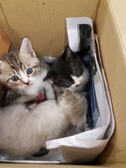 A Pair Of Kitties  - Domestic Short Hair Cat