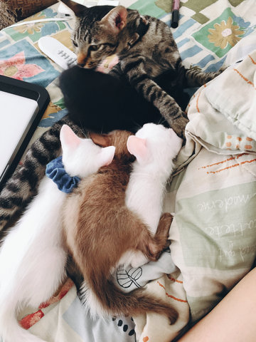 [Adopted]Athena &amp; Sirius &amp; Shadow - Domestic Short Hair + Siamese Cat