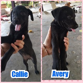 Callie n Avery