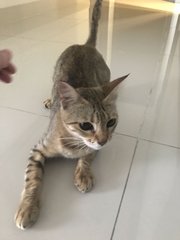 Sandy - Domestic Short Hair + Singapura Cat