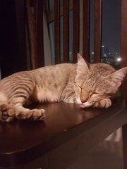 Sandy - Domestic Short Hair + Singapura Cat