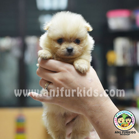 Adorable Tiny Fe1male Pomeranian Puppies - Pomeranian Dog