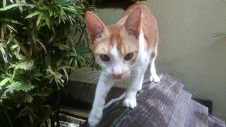 Fa - Oriental Short Hair + Oriental Tabby Cat