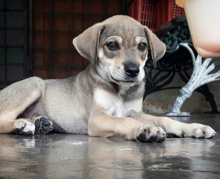 Carob Caroby  - Mixed Breed Dog