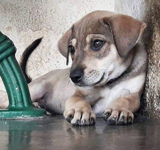 Carob Caroby  - Mixed Breed Dog