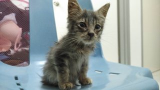 Charcoal - Domestic Short Hair Cat
