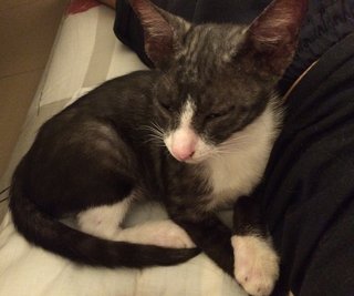Kopiko For Free Adoption. - Domestic Short Hair Cat