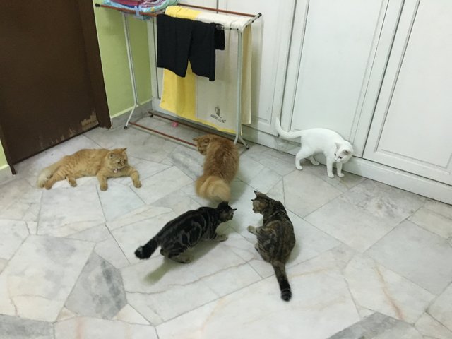 Kit - Bengal + Domestic Short Hair Cat