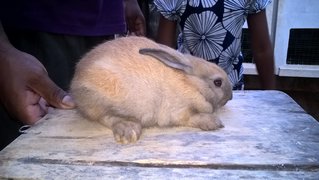 18 Rabbits ( 15 Adopted) - Bunny Rabbit Rabbit