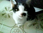 Mimii - Domestic Short Hair Cat