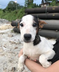 Gunther - Mixed Breed Dog