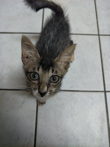 No Name - Domestic Short Hair Cat