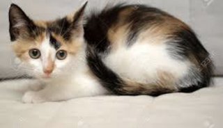 Sushi - Domestic Medium Hair Cat
