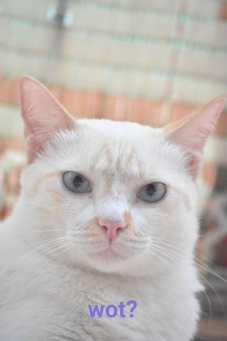 Buu - Domestic Medium Hair Cat