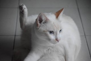 Buu - Domestic Medium Hair Cat
