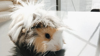 Hiro  - Guinea Pig Small & Furry